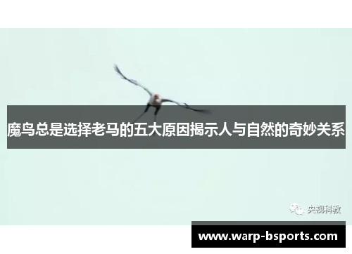 魔鸟总是选择老马的五大原因揭示人与自然的奇妙关系 魔鸟总是选择老马的五大原因揭示人与自然的奇妙关系